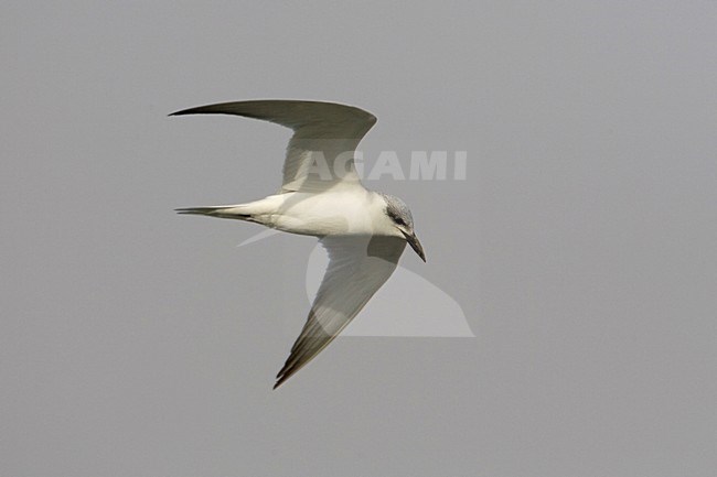 Vliegende Lachstern; Flying Gull-billed Tern stock-image by Agami/Arie Ouwerkerk,