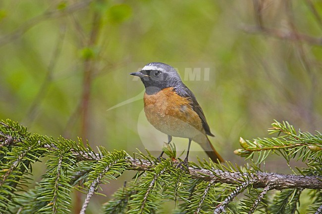 Common Redstart male perched on branch; Gekraagde Roodstaart man zittend op een tak stock-image by Agami/Markus Varesvuo,