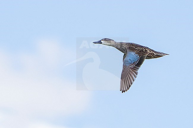 Adult female
Riverside Co., CA
January 2022 stock-image by Agami/Brian E Small,