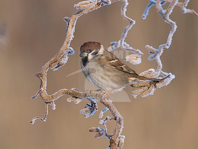 Ringmus op krulhazelaar in de winter; Eurasian Tree Sparrow on curl hazel in winter; stock-image by Agami/Walter Soestbergen,