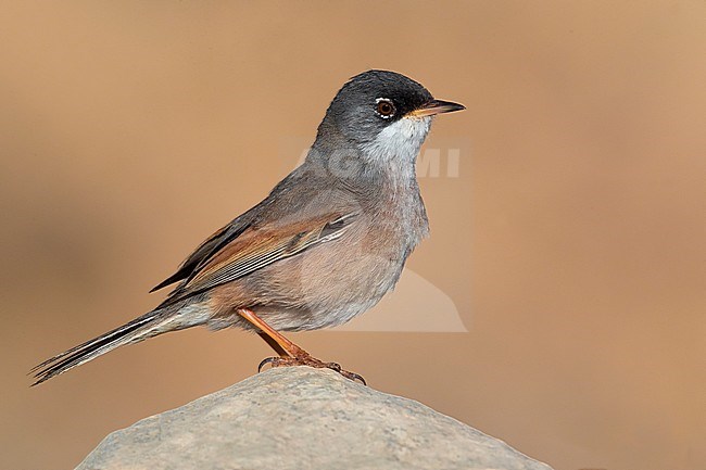 Spectacled Warbler (Sylvia conspicillata orbitalis) on Fuerteventura, Canary island, Spain stock-image by Agami/Daniele Occhiato,