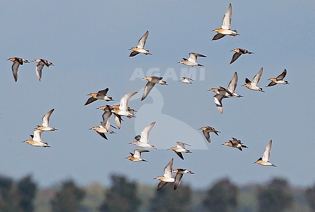 Ruff (Calidris pugnax) in the Netherlands. Large flock of waders in flight. stock-image by Agami/Fred Visscher,