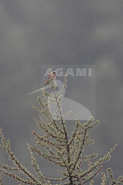 Pine Bunting adult male perched; Witkopgors volwassen man zittend stock-image by Agami/Jari Peltomäki,