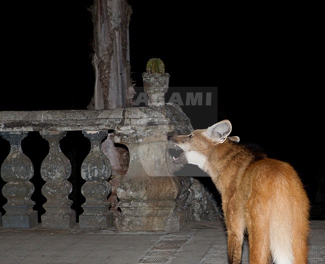 Maned wolf, Maned Wolf stock-image by Agami/Roy de Haas,