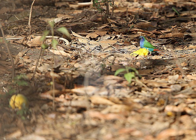 Tricolored Parrotfinch, Erythrura tricolor, in the Lesser Sundas, Indonesia. stock-image by Agami/James Eaton,