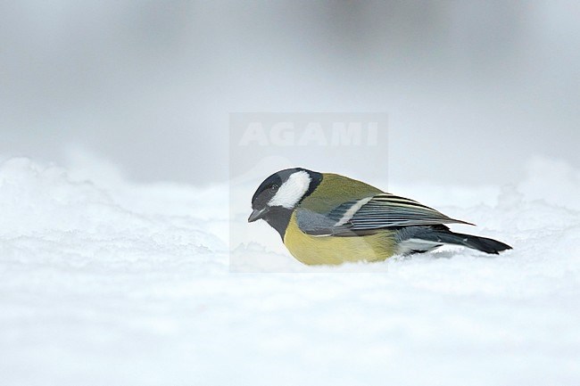 Great Tit (Parus major) sitting in the snow during cold winter in the Netherlands. Looking up. stock-image by Agami/Walter Soestbergen,