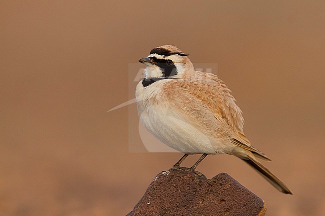 Temminck's Horned Lark - Saharaohrenlerche - Eremophila bilopha, Morocco stock-image by Agami/Ralph Martin,