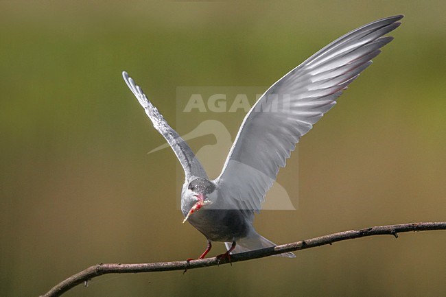 Witwangstern; Whiskered Tern; Chlidonias hybrida stock-image by Agami/Daniele Occhiato,