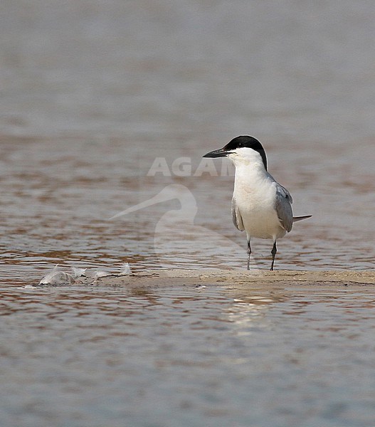 Adult Gull-billed Tern (Gelochelidon nilotica) resting on a beach in a sanpit in Groningen. stock-image by Agami/Renate Visscher,