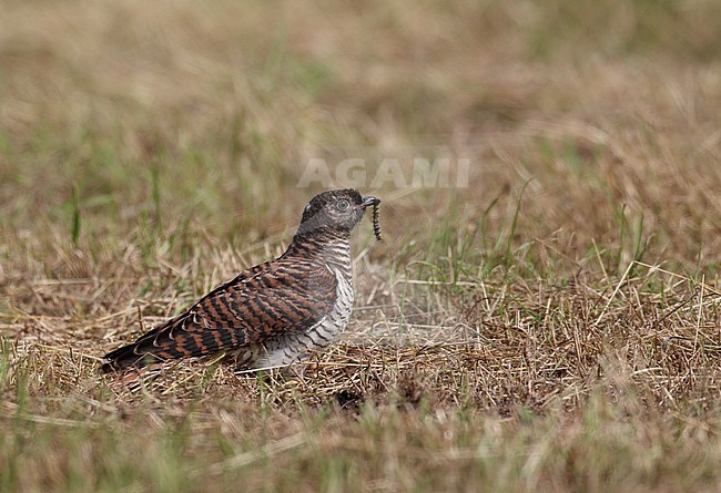 Immature Eurasian Cuckoo (Cuculus canorus) sitting on the ground against a brown natural background in Denmark. stock-image by Agami/Helge Sorensen,