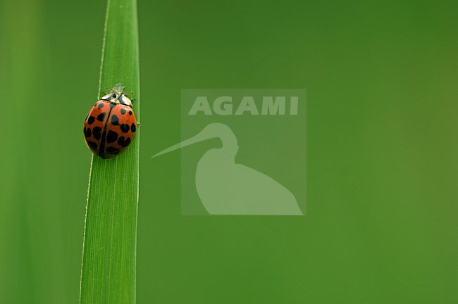 Veelkleurig Aziatisch Lieveheersbeestje op blad Nederland, Asian lady beetle on leaf Netherlands stock-image by Agami/Wil Leurs,