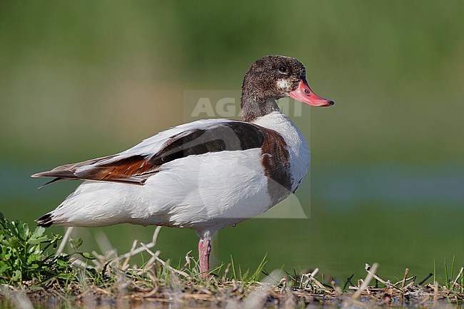 Common Shelduck (Tadorna tadorna), side view of a second cy juvenile standing on the ground, Campania, Italy stock-image by Agami/Saverio Gatto,