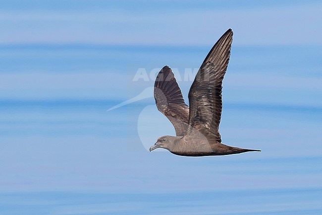 Jouanin's Petrel (Bulweria fallax), side view of an individual in flight over the sea in Oman stock-image by Agami/Saverio Gatto,