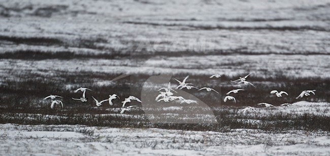 Moerassneeuwhoen in de sneeuw, Willow Ptarmigan in snow stock-image by Agami/Markus Varesvuo,