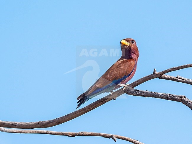 Broad-billed Roller (Eurystomus glaucurus) perched on a branch in the Gambia. stock-image by Agami/Hans Germeraad,
