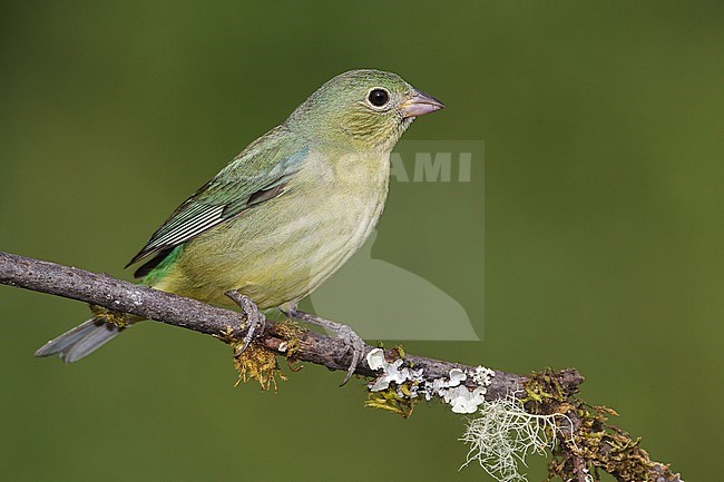 Adult female
Galveston Co., TX
April 2012 stock-image by Agami/Brian E Small,