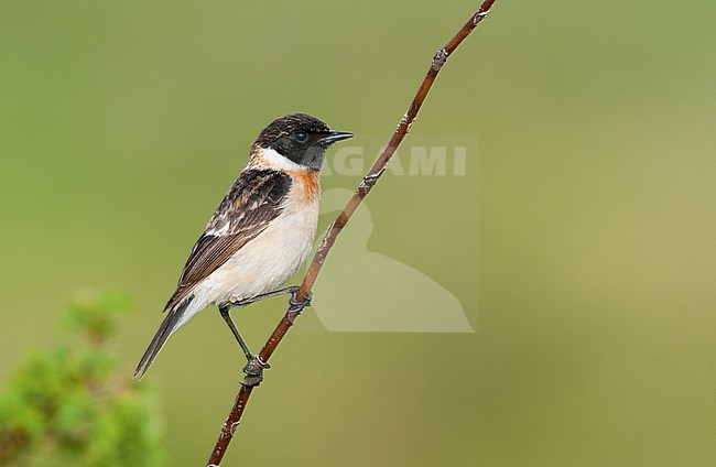 Siberian Stonechat (Saxicola maurus maurus) second calendar-year male, Zhabagly, 3 May 2009 stock-image by Agami/Arend Wassink,