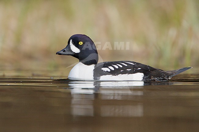 Barrow's Goldeneye (Bucephala islandica) swimming on a pond in the Okanagan Valley, BC, Canada. stock-image by Agami/Glenn Bartley,