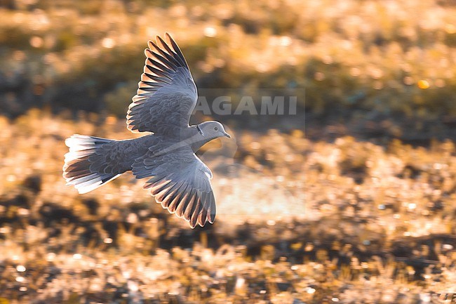 Collared Dove, Streptopelia decaocto, in Italy. stock-image by Agami/Daniele Occhiato,