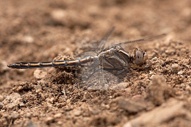 Mannetje Kleine oeverlibel, Male Orthetrum taeniolatum stock-image by Agami/Wil Leurs,