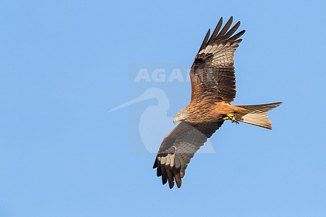 Red Kite (Milvus milvus), adult in flight stock-image by Agami/Saverio Gatto,