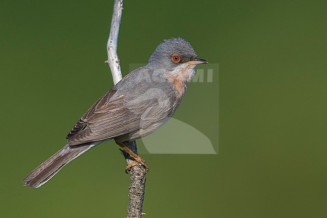 Moltoniâ€™s Baardgrasmus, Moltoni's Warbler; Sylvia subalpina stock-image by Agami/Daniele Occhiato,