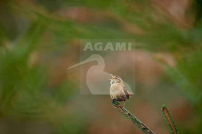 Singing Eurasian Wren (Troglodytes troglodytes), sitting on a small twig against a green natural background, Czechia stock-image by Agami/Tomas Grim,