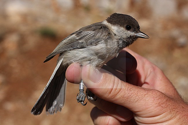 Rouwmees, Sombre Tit, Poecile lugubris stock-image by Agami/Yoav Perlman,