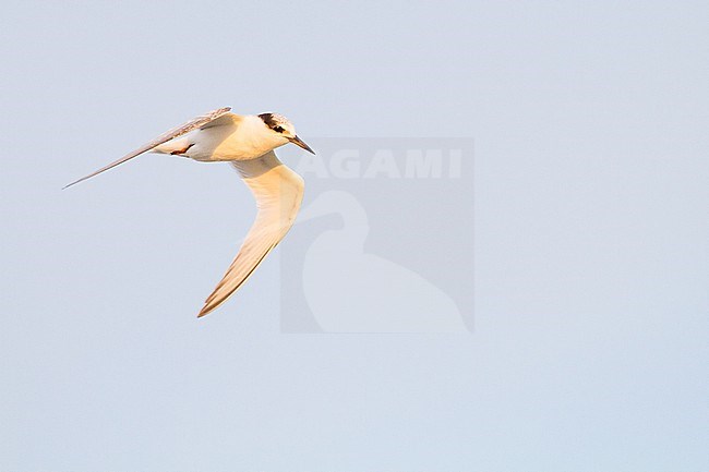 Little Tern, Sternula albifrons, juvenile stock-image by Agami/Menno van Duijn,