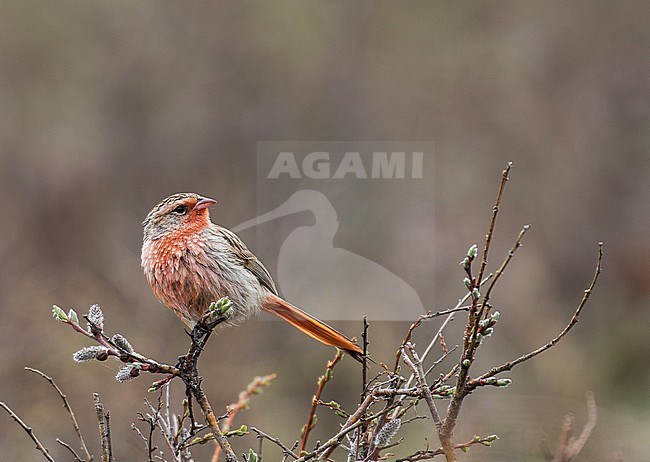 Przevalski's Rosefinch (Urocynchramus pylzowi) male perched in a bush stock-image by Agami/Pete Morris,