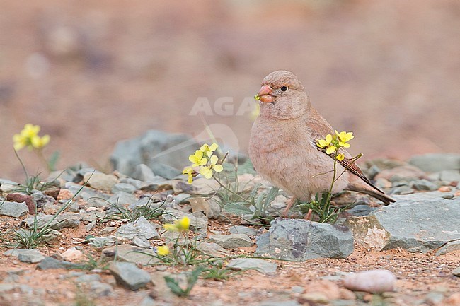 Trumpeter Finch - WÃ¼stengimpel - Bucanetes githagineus ssp. zedlitzi, Morocco stock-image by Agami/Ralph Martin,