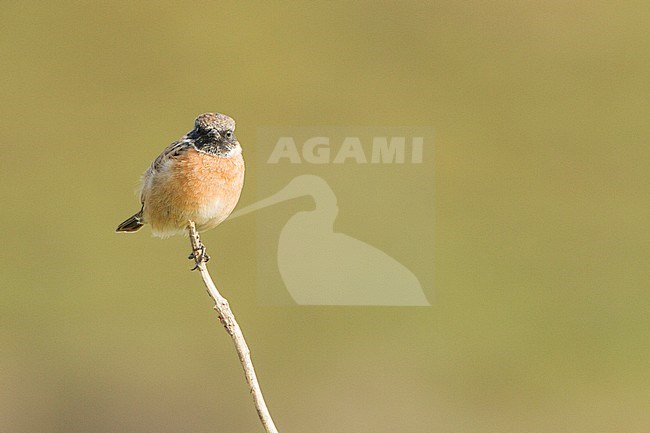 Roodborsttapuit zittend op tak; European Stonechat perched on branch stock-image by Agami/Menno van Duijn,