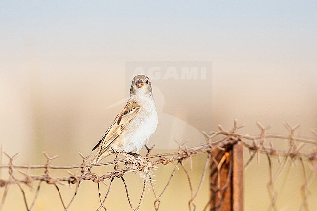 Immature House Sparrow (Passer domesticus) on Lesvos, Greece. Perched on a greek fench. stock-image by Agami/Marc Guyt,