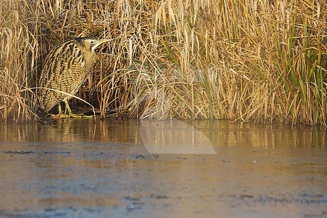 Eurasian Bittern (Botaurus stellaris stellaris) standing on ice on edge of a reed bed in Germany (Baden-Württemberg). stock-image by Agami/Ralph Martin,