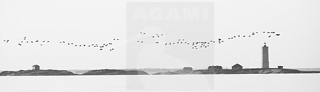 IJseend groep in vlucht; Long-tailed Duck group in flight stock-image by Agami/Markus Varesvuo,