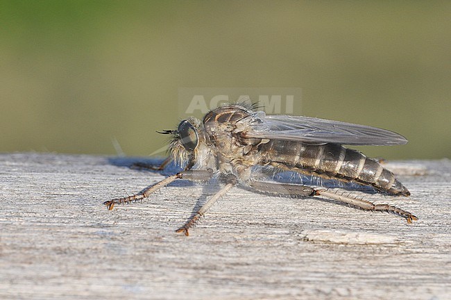 Dune robberfly, Zandroofvlieg, Philonicus albiceps stock-image by Agami/Casper Zuijderduijn,