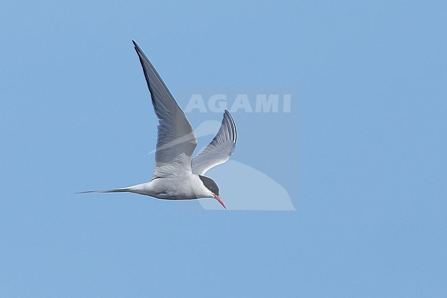 Adult breeding Arctic Tern (Sterna paradisaea) flying over the tundra of Churchill, Manitoba, Canada. With blue sky as a background. stock-image by Agami/Brian E Small,