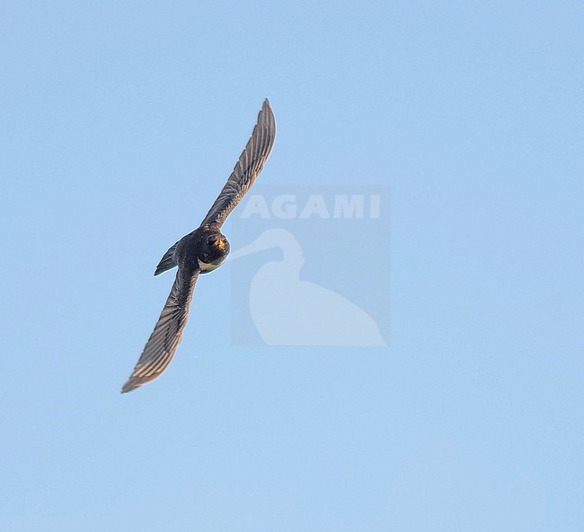 Male Ring Ouzel (Turdus torquatus) in flight during migration in the Netherlands. stock-image by Agami/Hans Gebuis,