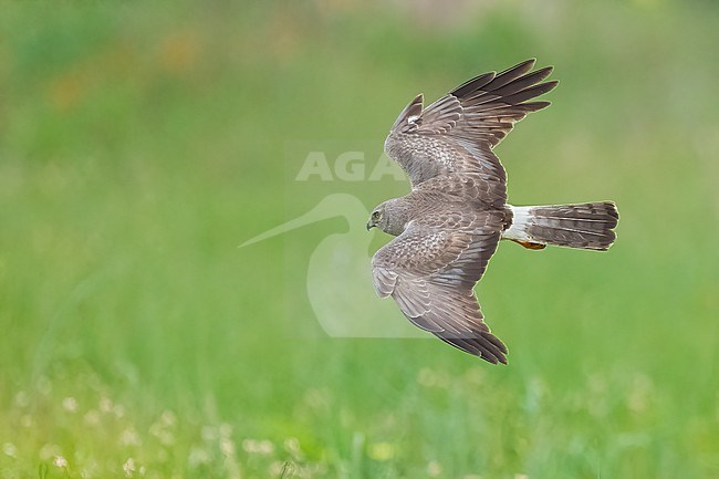 Adult male
Galveston Co., TX
May 2023 stock-image by Agami/Brian E Small,