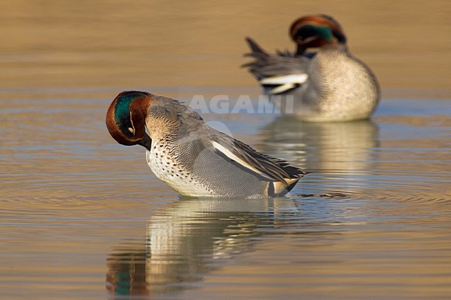 Poetsend mannetje Wintertaling; Male Common Teal preening stock-image by Agami/Daniele Occhiato,