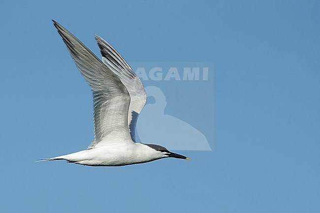 Adult Cabot's Tern (Thalasseus acuflavidus) in flight against a blue sky at Galveston County, Texas, USA. stock-image by Agami/Brian E Small,