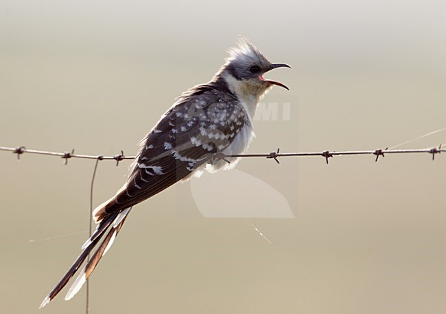 Kuifkoekoek op prikkeldraad; Great Spotted Cuckoo on barbed wire stock-image by Agami/Markus Varesvuo,