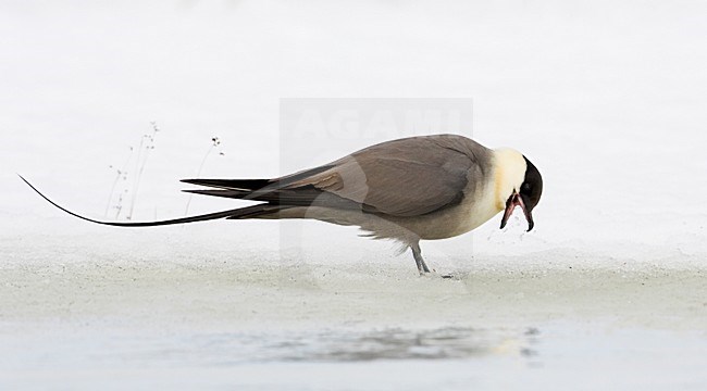 Kleinste Jager op het ijs; Long-tailed Skua standing on ice stock-image by Agami/Markus Varesvuo,