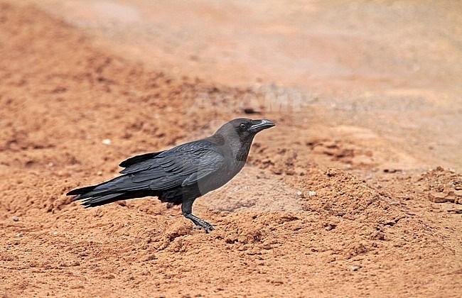 Somali crow (Corvus edithae) stock-image by Agami/Pete Morris,
