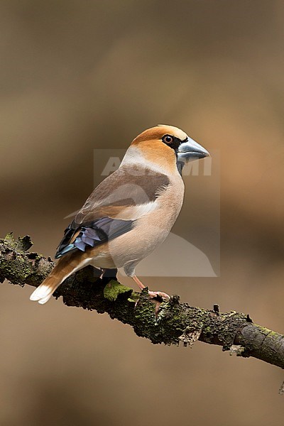 Appelvink man op tak, Hawfinch male on branch stock-image by Agami/Walter Soestbergen,