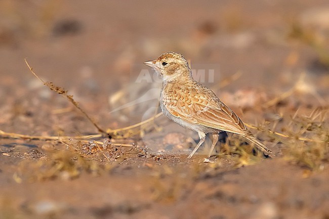 Juvenile Dunn's Lark (Eremalauda dunni) walking in the desert along the Aousserd roard in Western Sahara. stock-image by Agami/Vincent Legrand,