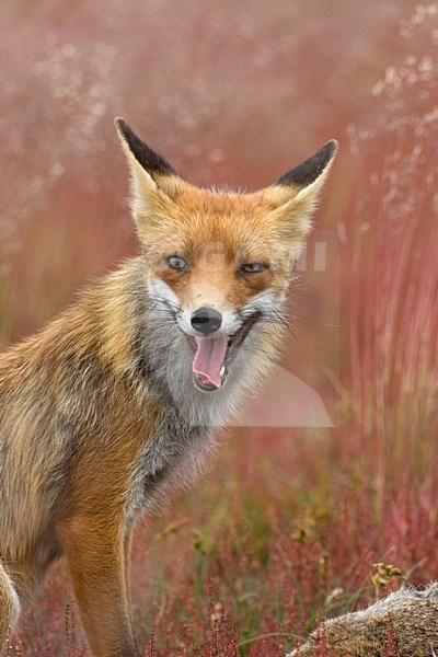 Vos; Red fox stock-image by Agami/Wim Wilmers,