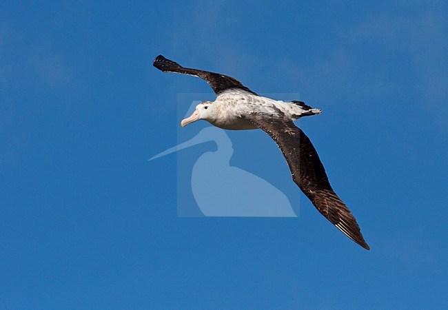 Grote Albatros vliegend; Snowy (Wandering) Albatross flying stock-image by Agami/Marc Guyt,