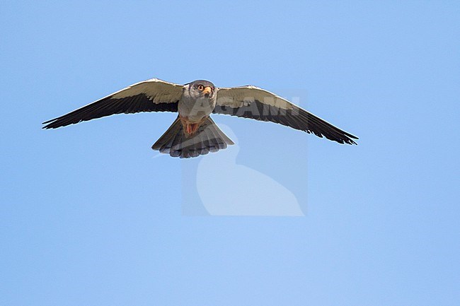 Amur Falcon - Amurfalke - Falco amurensis, Russia, adult male stock-image by Agami/Ralph Martin,