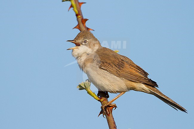 Common Whitethroat - Dorngrasmücke - Sylvia communis ssp. communis, Germany stock-image by Agami/Ralph Martin,